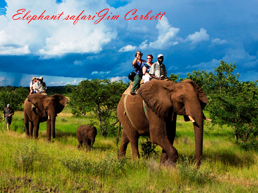 Elephant safari Images