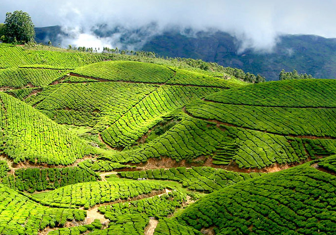Kerala_Munnar_Tea-gardens-in-Munnar