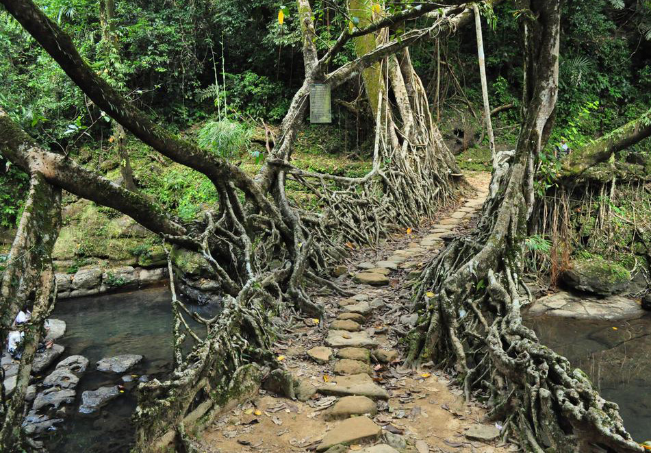 Living Root Bridges Meghalaya Hotels Images