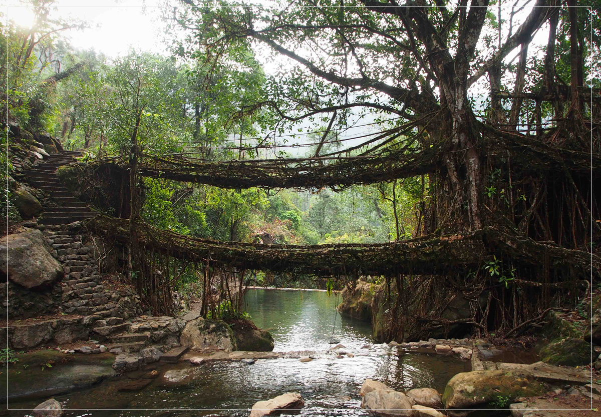 Living Root Bridges Meghalaya Images gallery