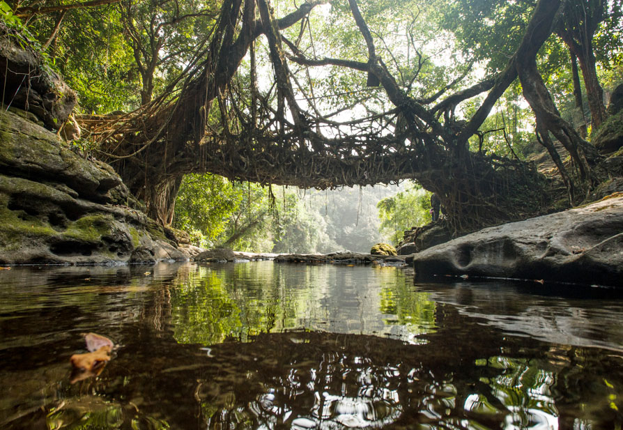 Living Root Bridges Meghalaya Images