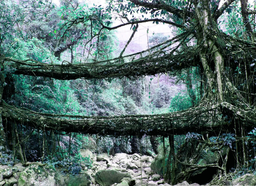 Living Root Bridges Meghalaya Tourism Images