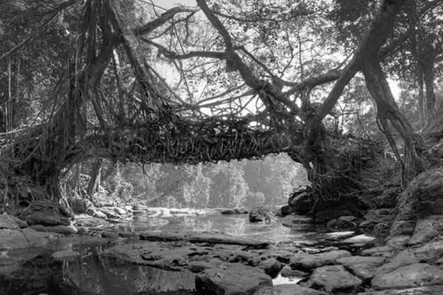 Living Root Bridges Meghalaya Tourism packages